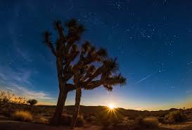 joshua-tree